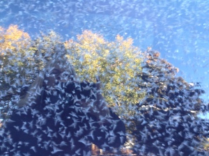 Snow Flakes on car window, reflection of trees in the background